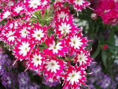 ������������� �����������