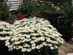 ��� �������� ������������