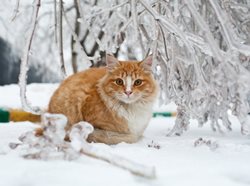 Зачем нужно смачивание антигололедных реагентов