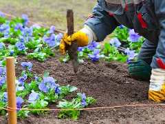 Плодородная почва для растений